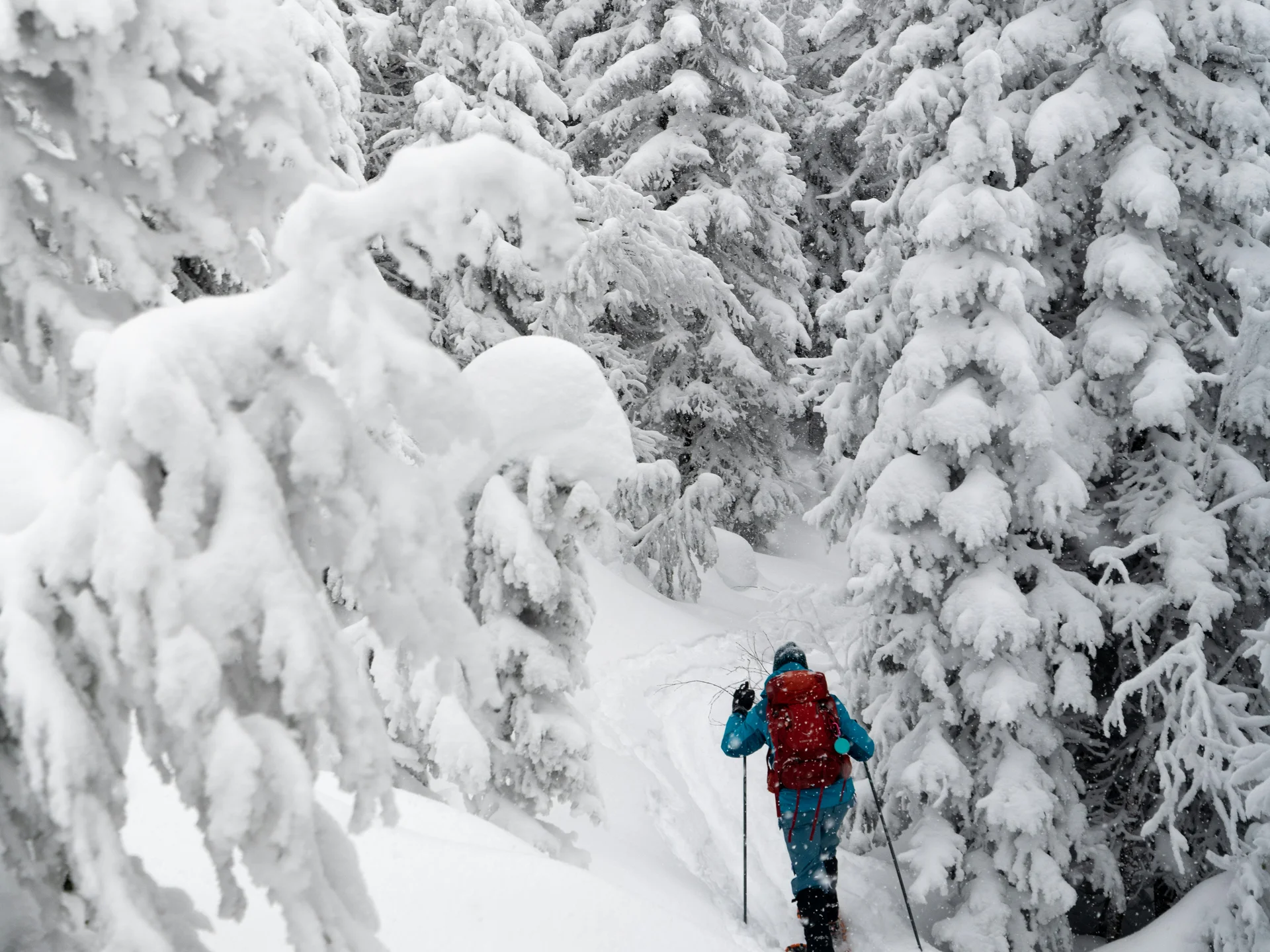 Die Bilder aus dem Hotel Salnerhof Person beim Schneeschuhwandern durch verschneiten Wald mit hohen Tannen