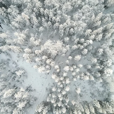 Gastgeber Luftaufnahme eines verschneiten Waldes mit schneebedeckten Bäumen und Pfad